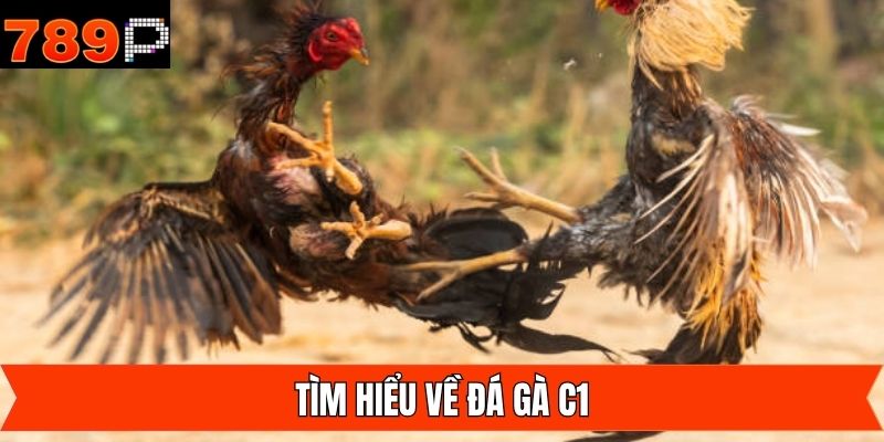 Điểm qua về giải đấu đá gà chuyên nghiệp hàng đầu