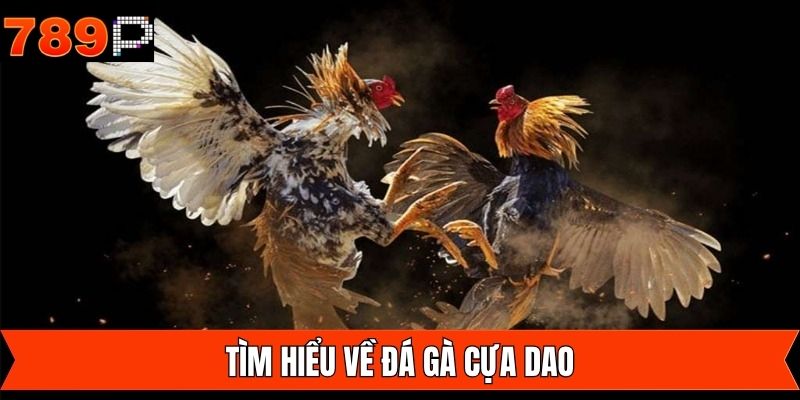 Giới thiệu hình thức cược đá gà cựa dao online